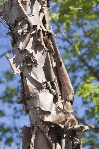 Capas de corteza parecida al papel que se pelan del abedul de río