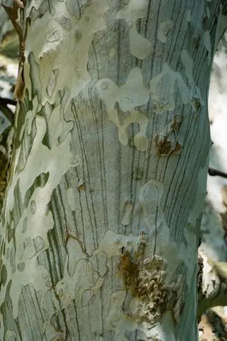 Cerca de la corteza del árbol sicomoro americano