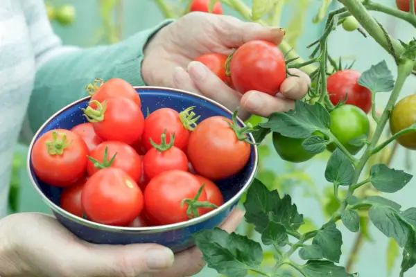 Cuándo cosechar tomates: para obtener la fruta más sabrosa