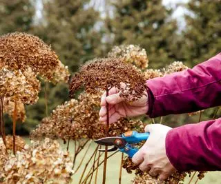 deadheading hortensiaer