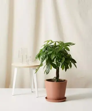 Arbre à argent en pot en terre cuite