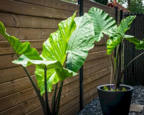 Sådan planter du elefantørepærer