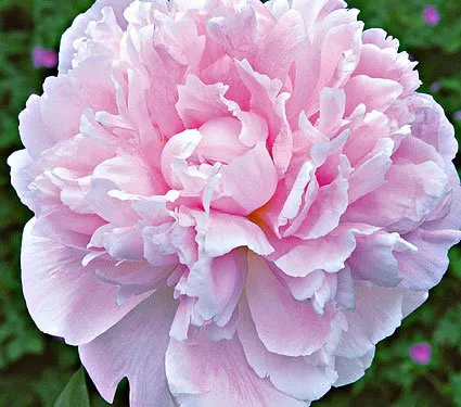 Sarah Bernhardt Bareroot Peony 2-3 눈 가을 심기에 좋습니다!' loading='lazy' title=