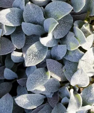 Sensoriske hageideer med Stachys bysantinsk.