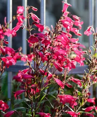 Duftende røde blomster i en sansehage