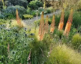 sensorisk planting i hagekanten