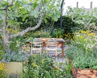 hagedesign av Alan Williams