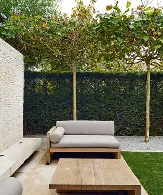pleached trær og sofa i moderne gårdsplass hage