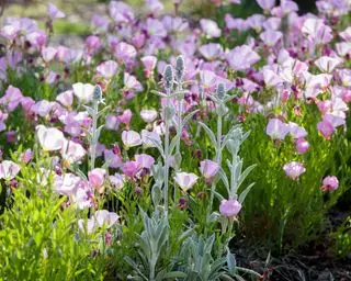 hageplanting for dyrelivet
