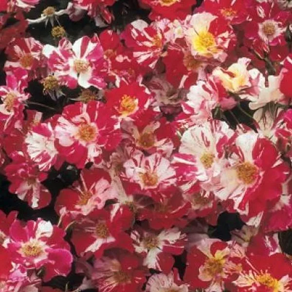 Róża pnąca czwartego lipca — pojemnik nr 2' loading='lazy' title=