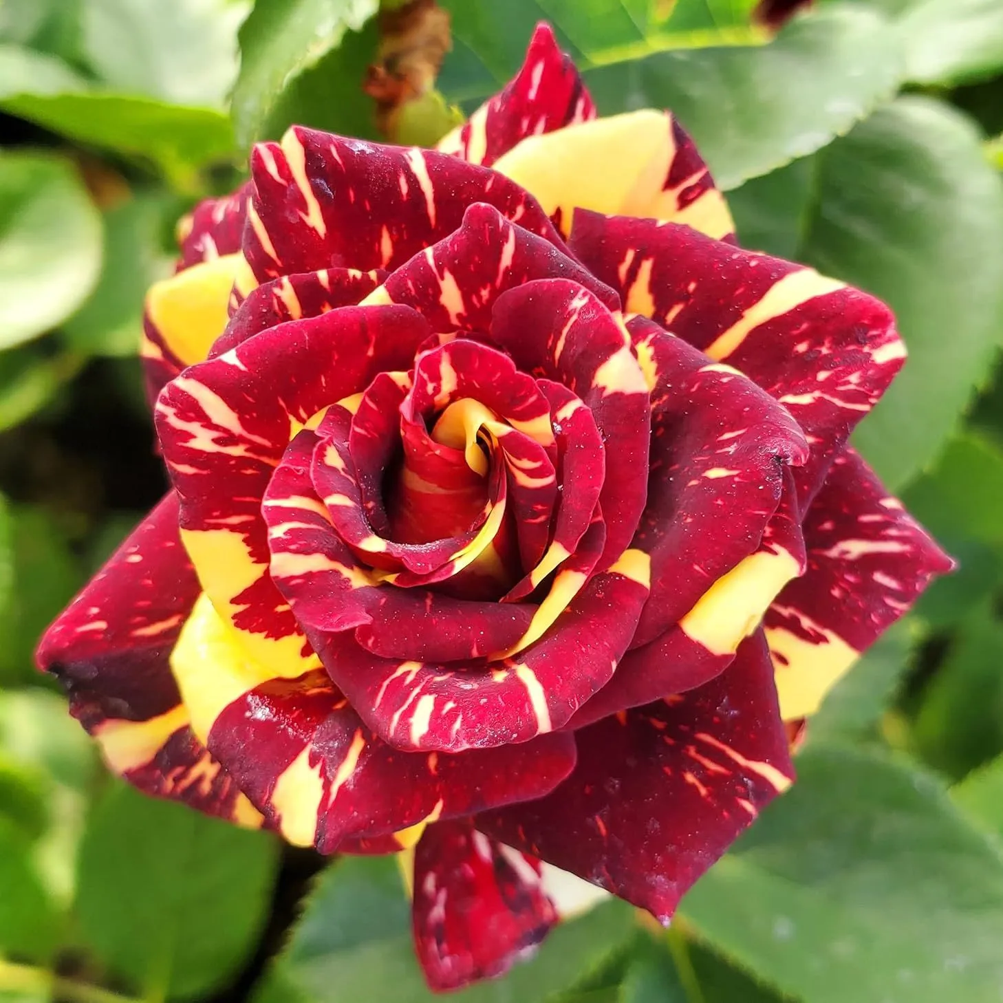 Róże Ma Cherie - Róża Abracadabra - 1 galonowa róża - Żywa roślina gotowa do sadzenia' loading='lazy' title=