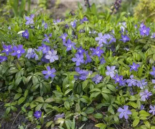 Vinca minor fleurs ornementales de pervenche moindre en fleur,