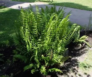 Fougère houx japonaise plantée dans un parterre de fleurs sous un arbre