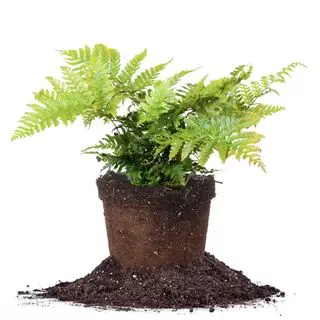 Arbuste de fougère d'automne Dryopteris chez Perfect Plants