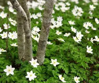 Jeune arbre frais parmi un lit d'anémones des bois.