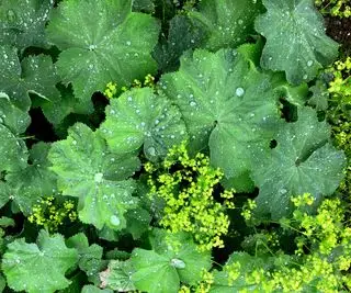 Close-up de feuille d'Alchémille avec des gouttes d'eau