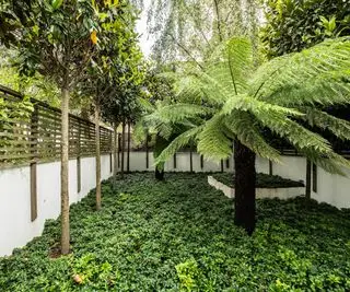 arbres urbains dans une petite cour plantée d'euphorbe japonaise