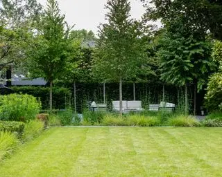 have med pløjede avnbøg og japonicum træer