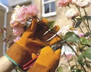 Como fazer rosas mortas com canteiro de rosas