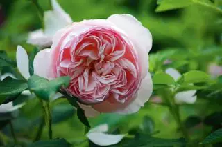rosas com canteiro de rosas