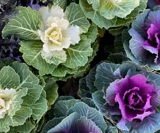 Cómo cultivar repollo ornamental para darle un toque de color a tu jardín durante los meses más fríos