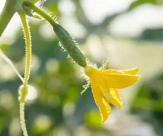 Agurkblomst og lille frugt