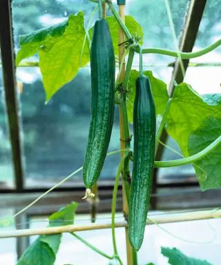 Agurker vokser på planten