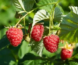 Når du skal gjødsle bringebær – eksperttips for fruktbare planter