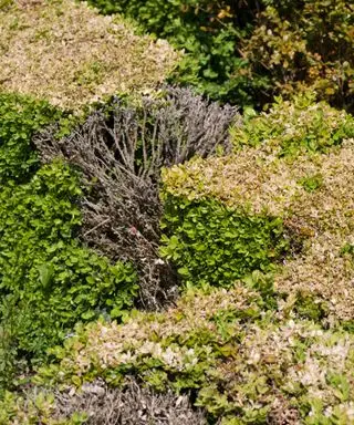 Buxus (seto de boj) dañado por la plaga del boj