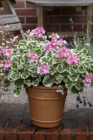 Veľké črepníkové pelargonium