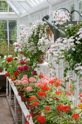 Rastliny Pelargonium v ​​skleníku