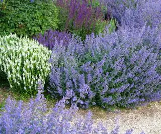 Como e quando podar hortelã – siga nossos 4 passos simples para lindas flores
