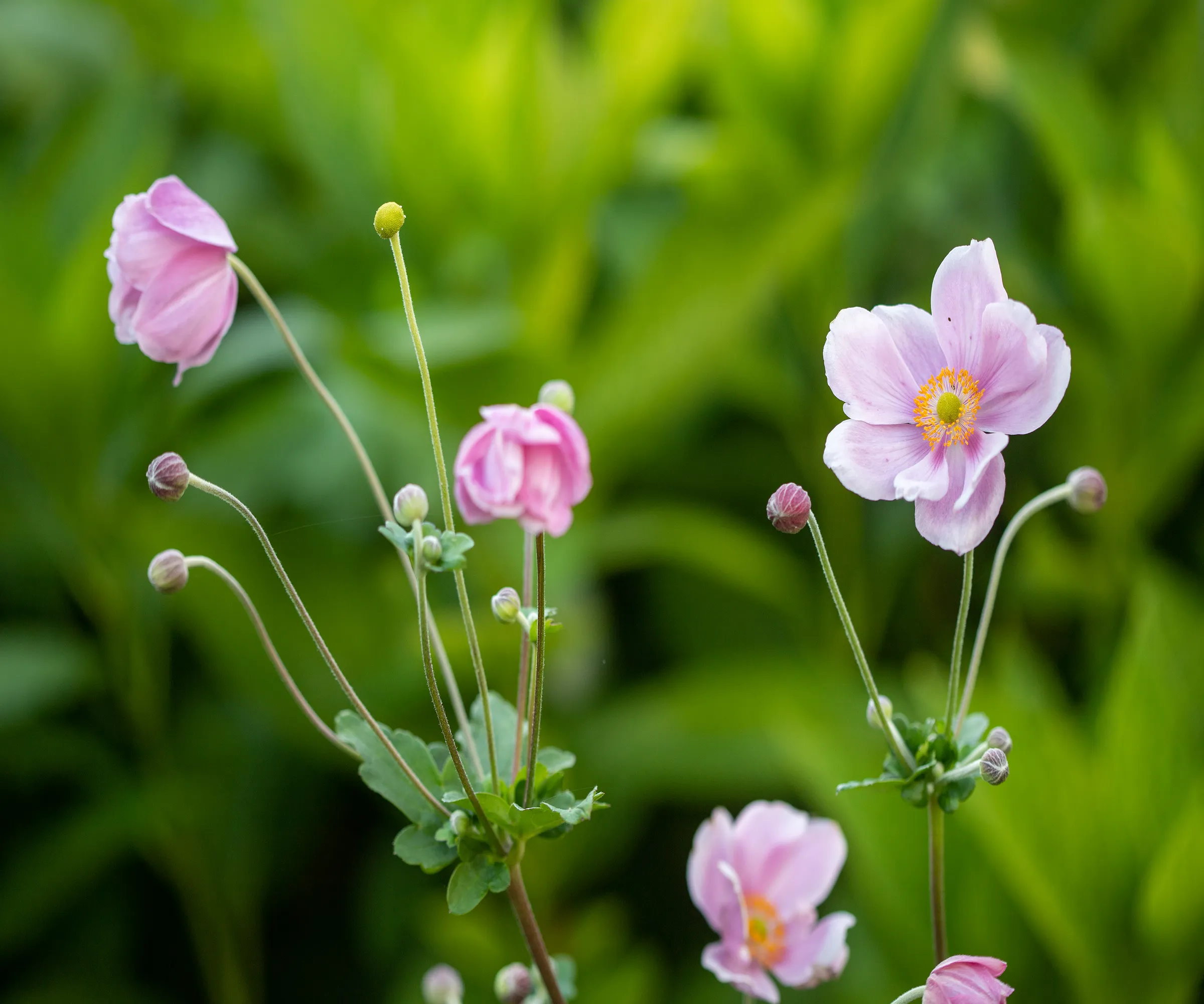 日本のアネモン植物のピンクの花' loading='lazy' title=