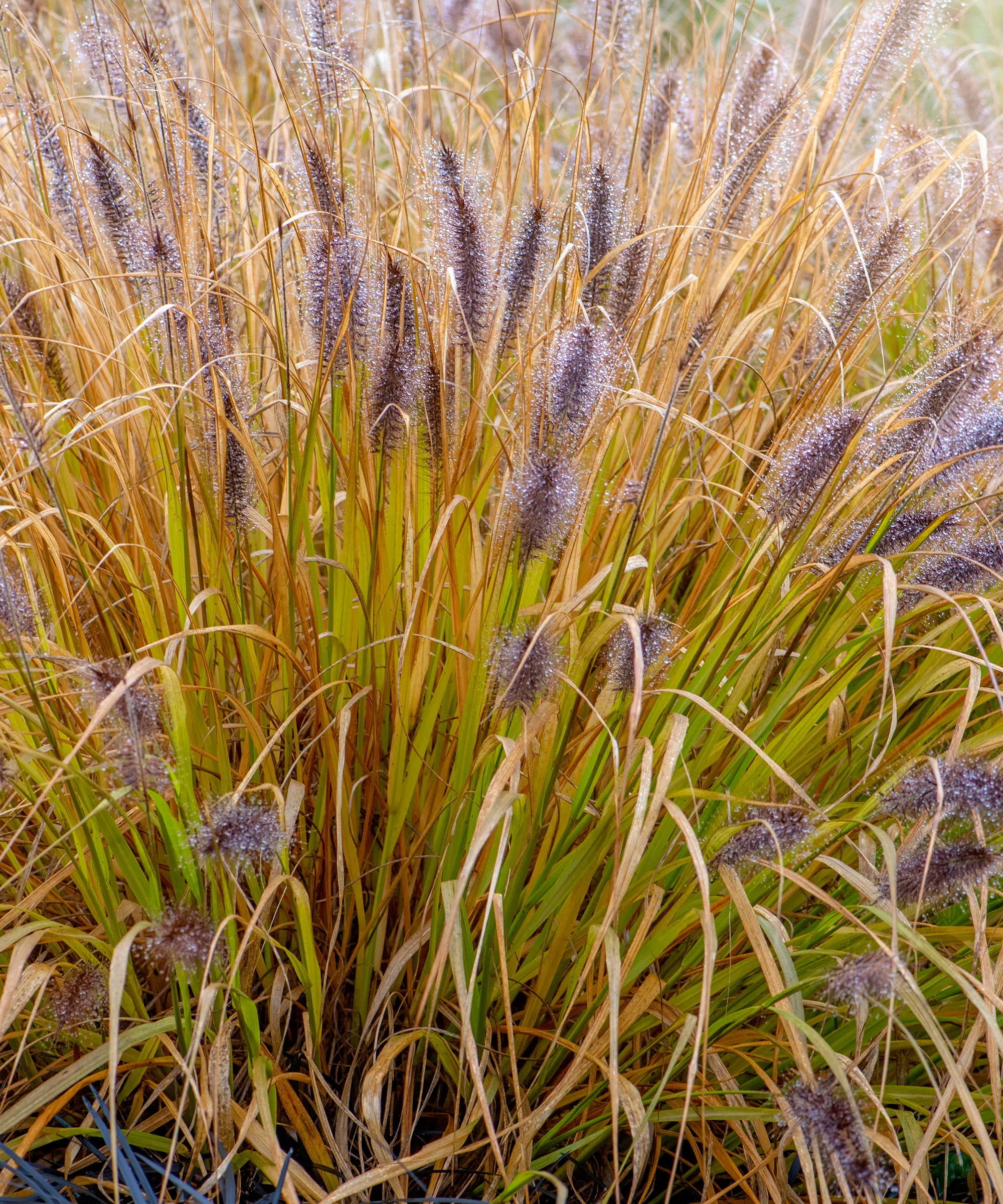 Pennisetum alopecuroides中国の噴水草' loading='lazy' title=