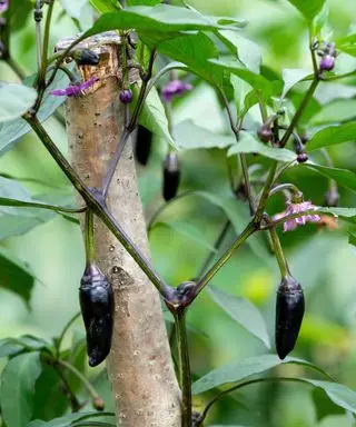 Chilli Pepper