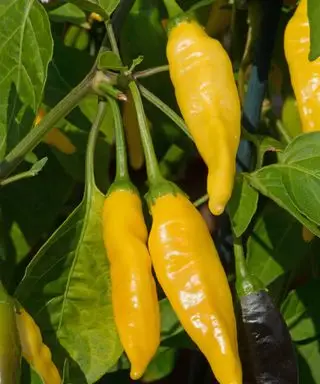 Peruansk sitrondråpe chili