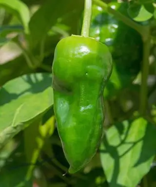 Padron pepper (Chili pepper)