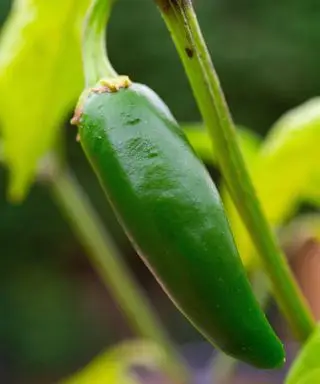 Chili