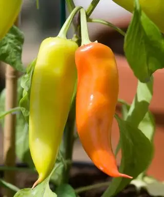 Ungarsk hot voks chilipepper