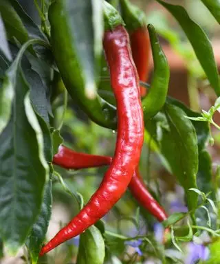 Geitehorn Chili Pepper