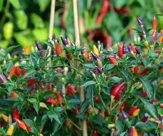 Potet 'NuMex twilight