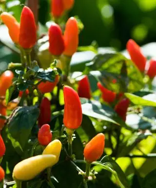 Chilipepper