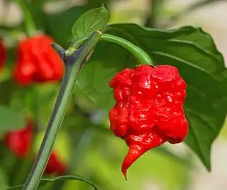 Carolina Reaper chilipepper