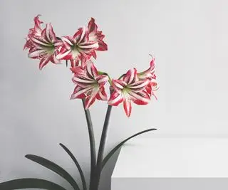 L'amarillide fiorisce in rosso e bianco contro il muro bianco