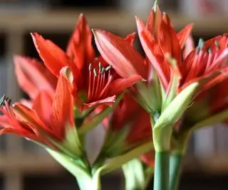 Fiori rossi di amarillide