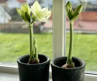 Amaryllis in fiore bianco contro il giardino