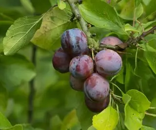 Švestky rodící na švestce