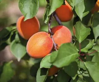 Meruňky rostoucí na meruňkovém stromě