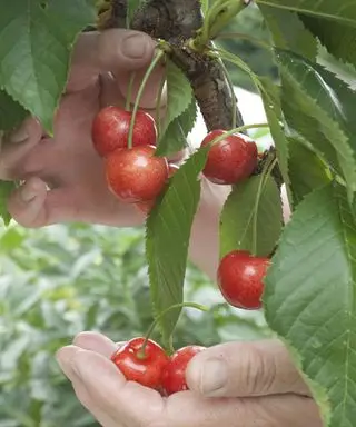 Červené třešně jsou ručně sbírány z třešně