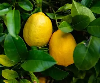 citrony rostoucí na citroníku Meyer